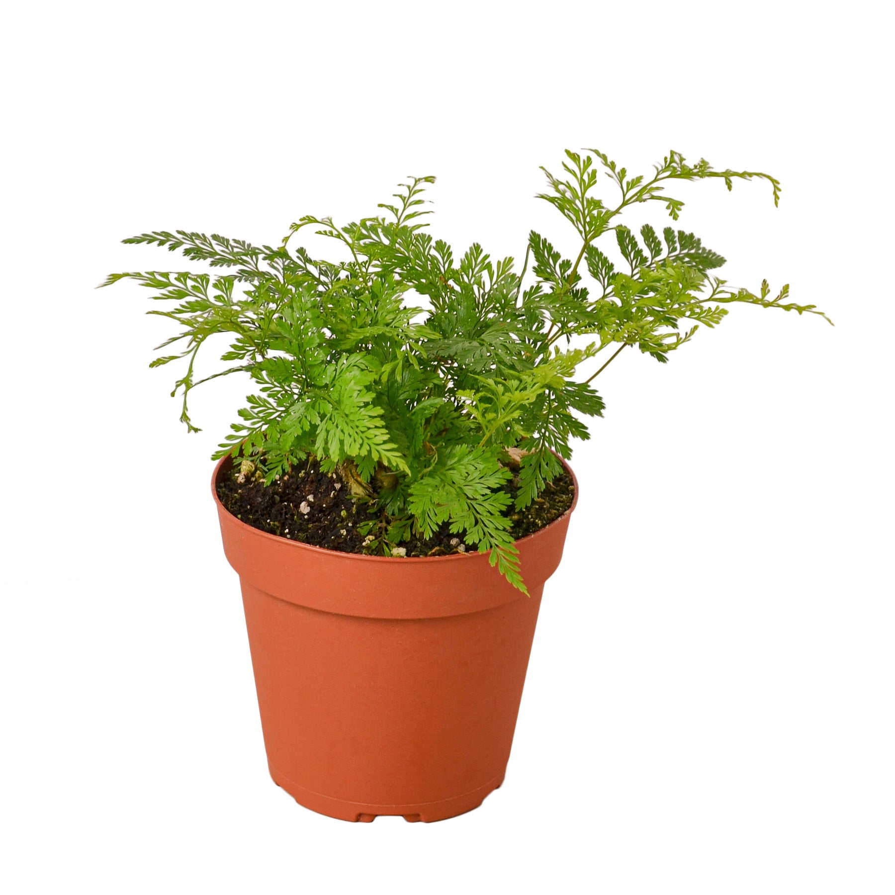 A small plant in a pot on a white background found at a nearby garden center.