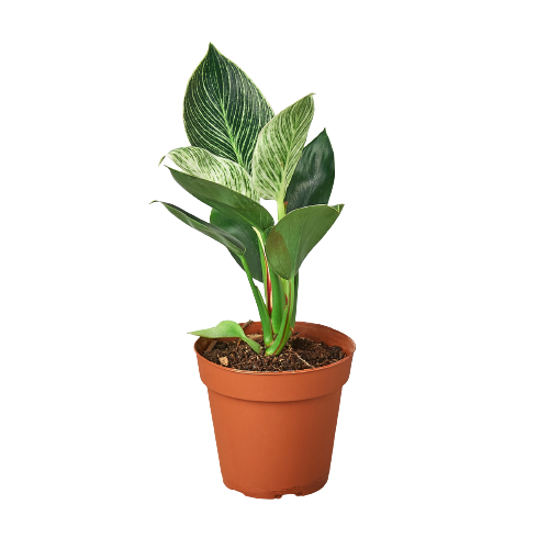 A plant in a pot on a black background, perfect for the best nursery near me.