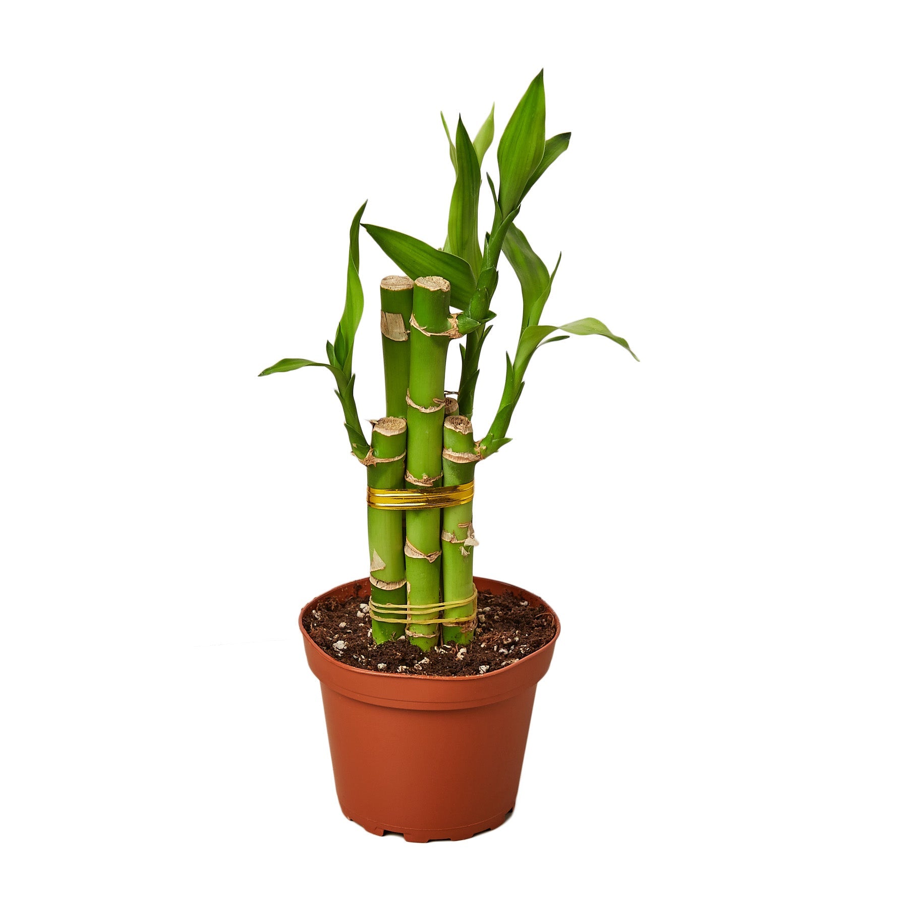 A bamboo plant in a pot on a white background, perfect for any top garden center near me.