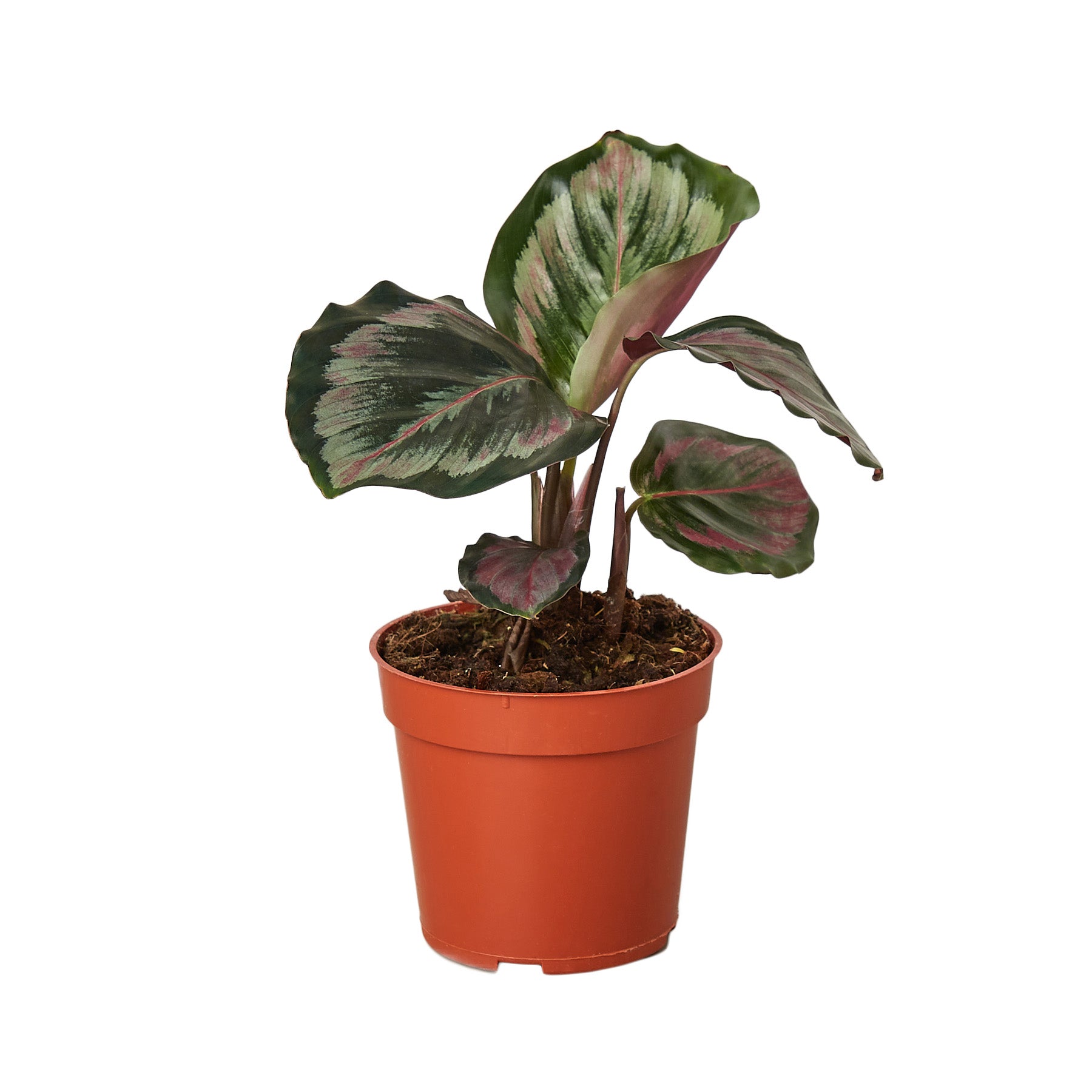 A plant in a red pot on a white background at one of the best garden nurseries near me.