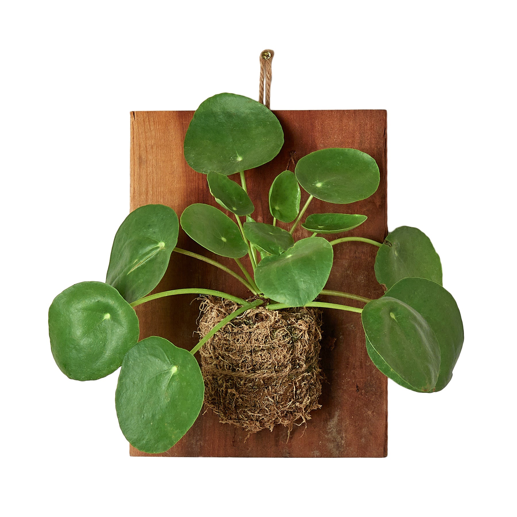 A green plant is hanging on a wooden board in one of the top garden centers near me.