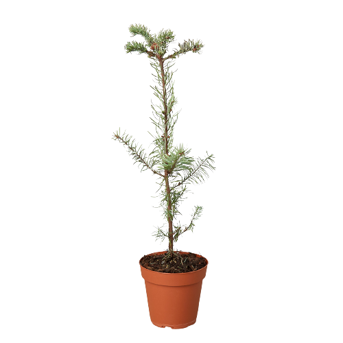 A small pine tree in a pot on a black background, showcased by one of the best plant nurseries near me.