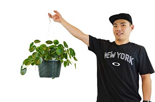 A man holding up a plant hanging from a hook at one of the best plant nurseries near me.