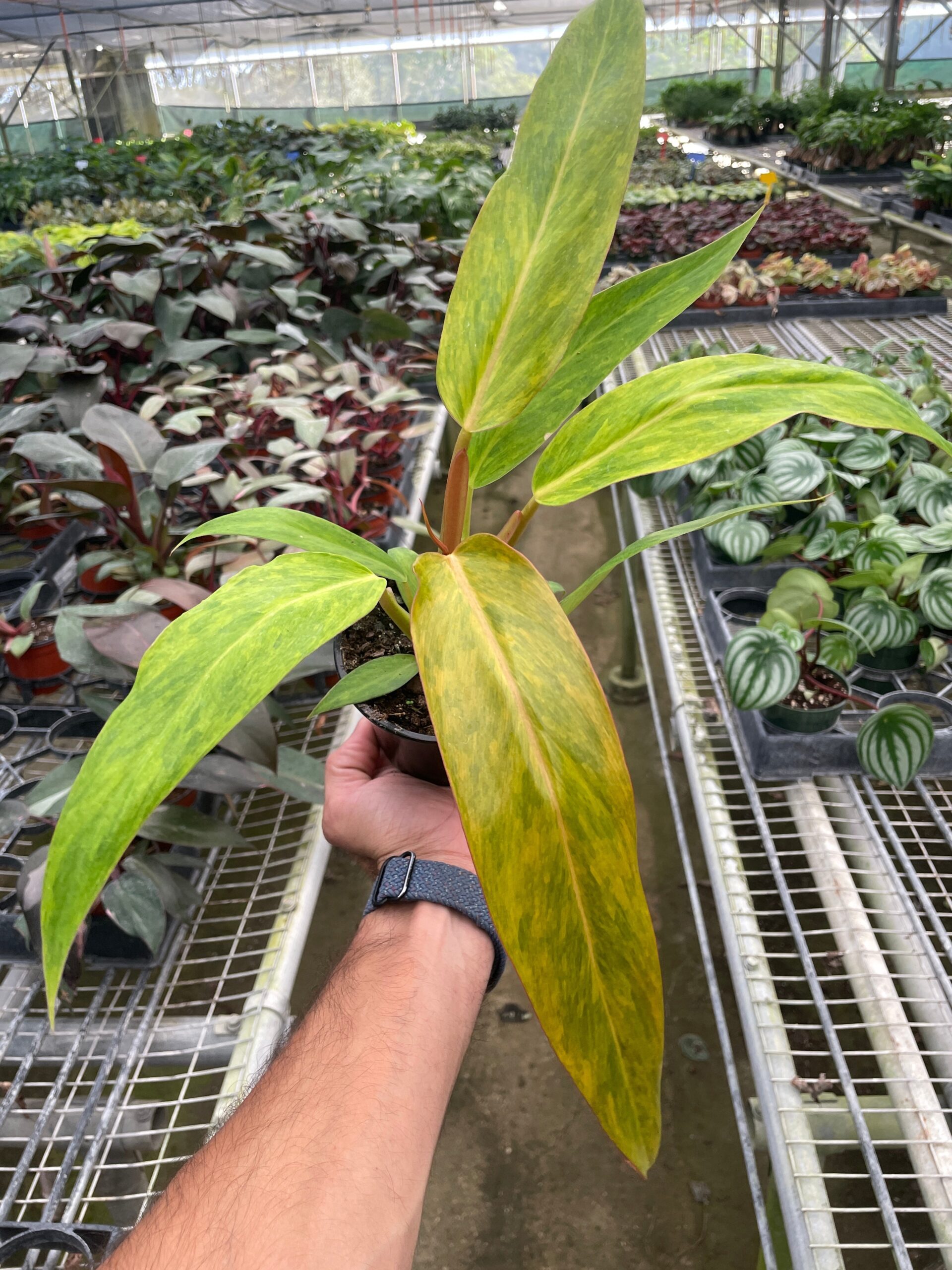 A person holding a plant in a greenhouse.