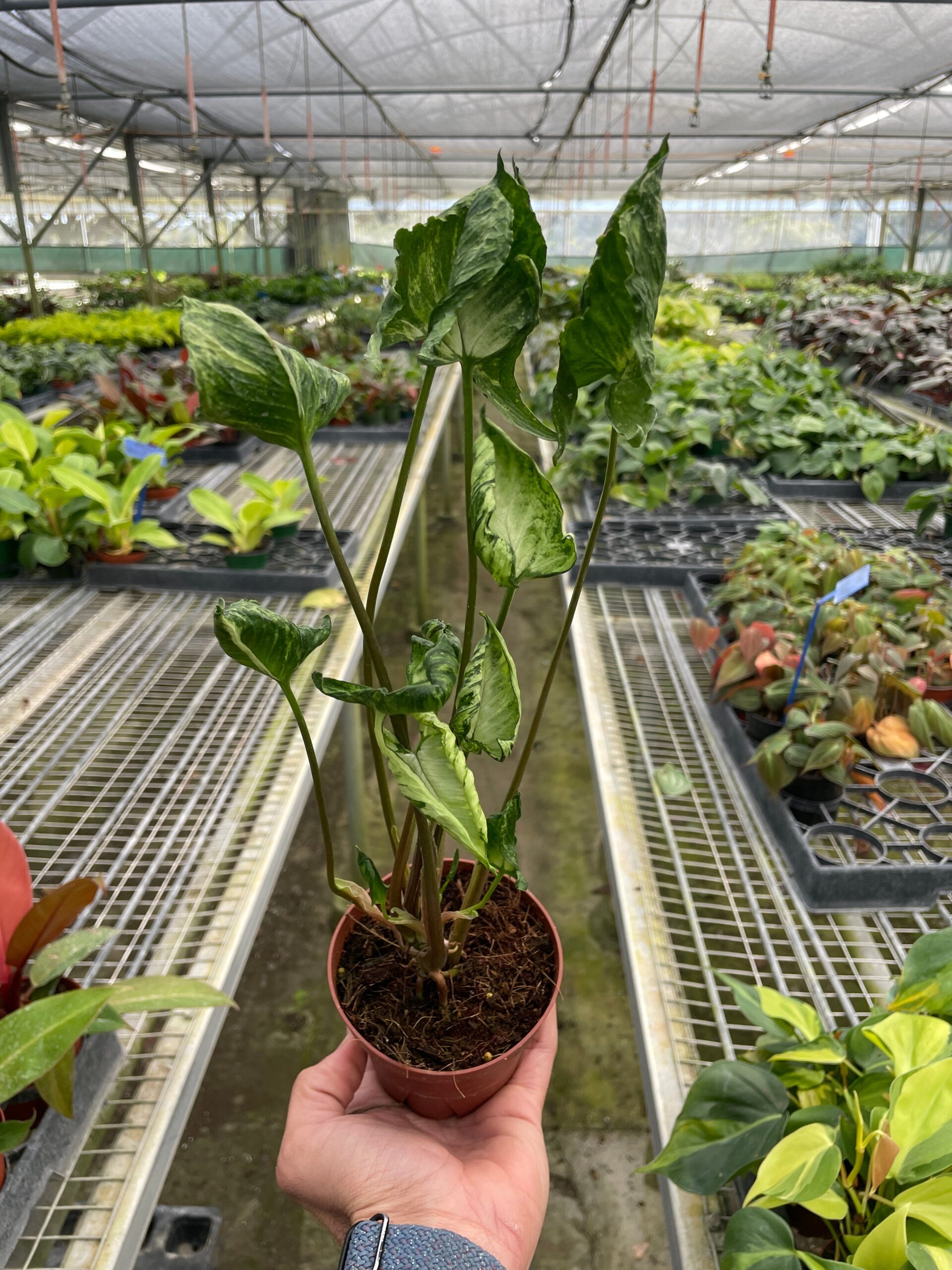 A person holding a potted plant in a greenhouse.