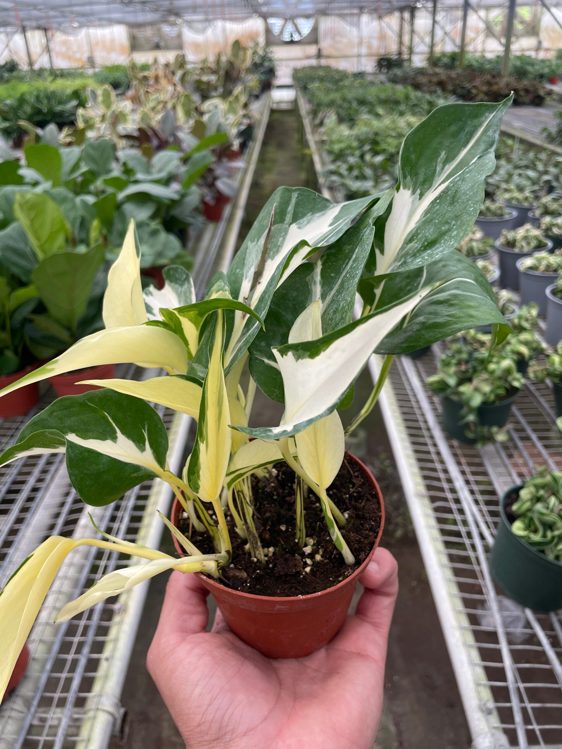 A hand holding a small potted plant with variegated green and white leaves, in the middle of a greenhouse filled with various plants on shelves.
