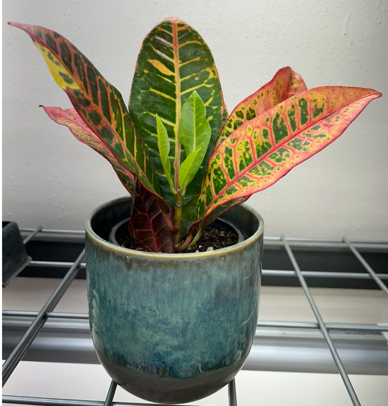 A small potted plant with vibrant green, yellow, and red leaves sits on a metal shelf. The pot is ceramic with a blue-green glaze.